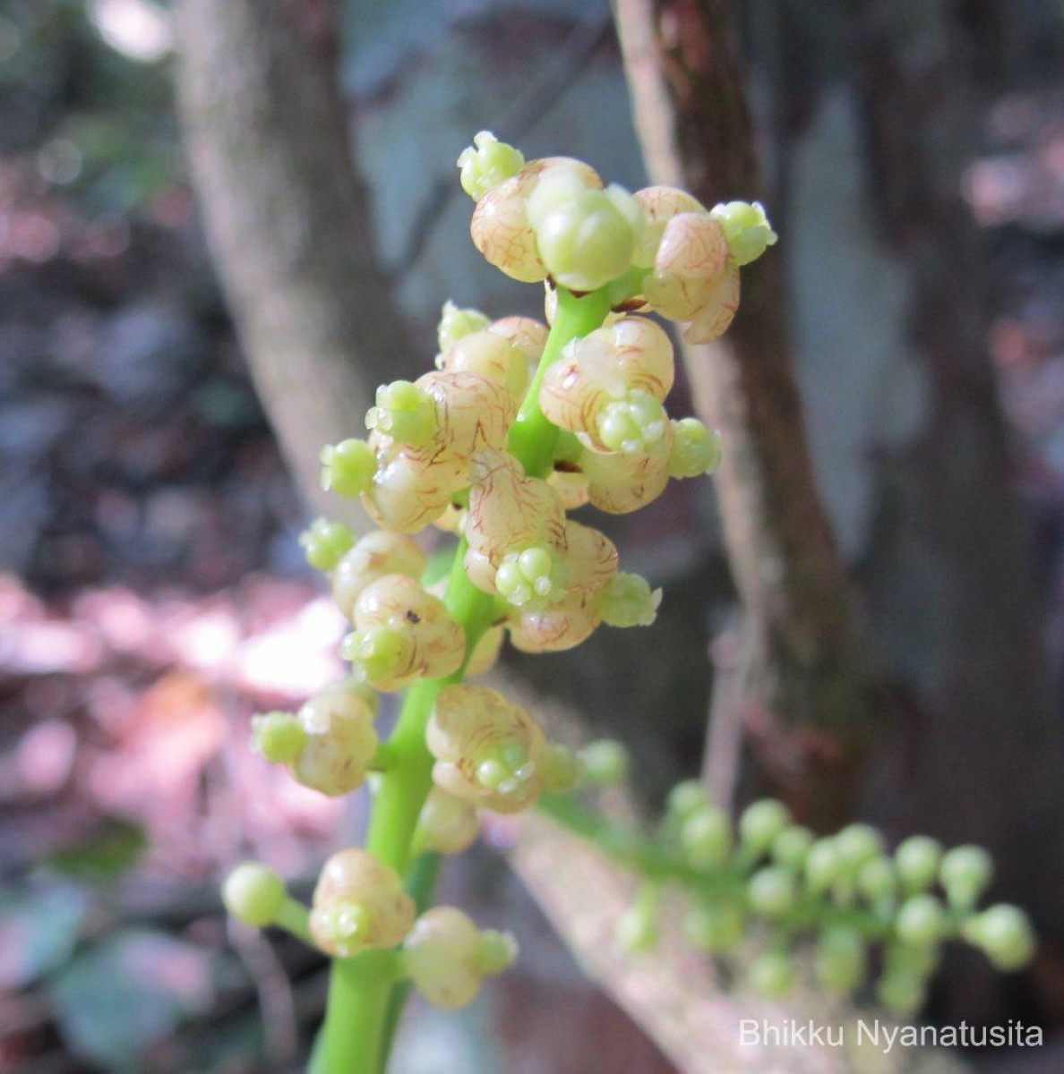 Anamirta cocculus (L.) Wight & Arn.